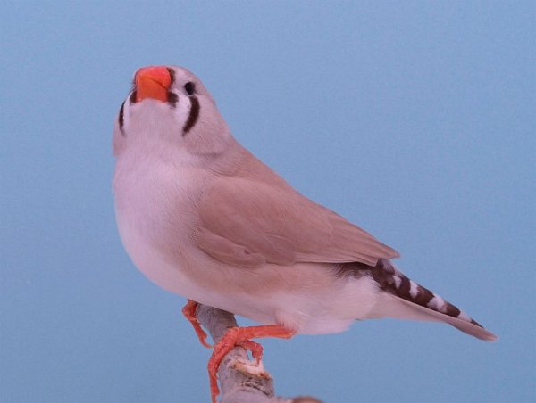 Bleekrug bruin pop P1306312